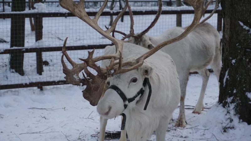 Сюжет про Оленью ферму в Рузском округе можно посмотреть на телеканале Россия 1
