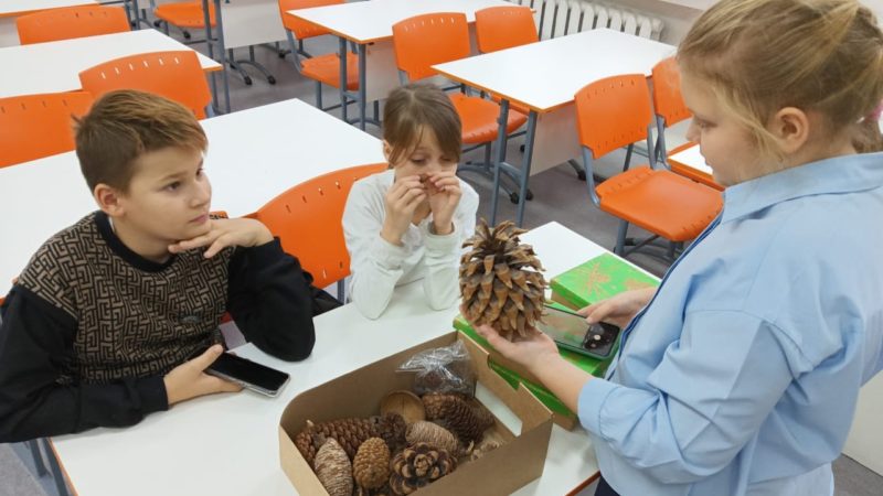 Рузские школьники изучали шишки
