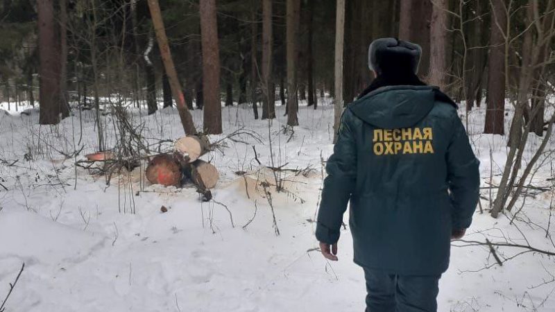 Более 450 аварийных деревьев убрали за ноябрь в лесах Подмосковья