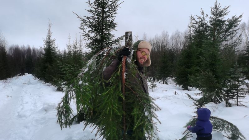 Ружанам сообщают о способах приобретения новогодней ели