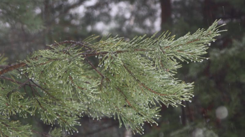 Ружан приглашают за елочкой в лесные питомники