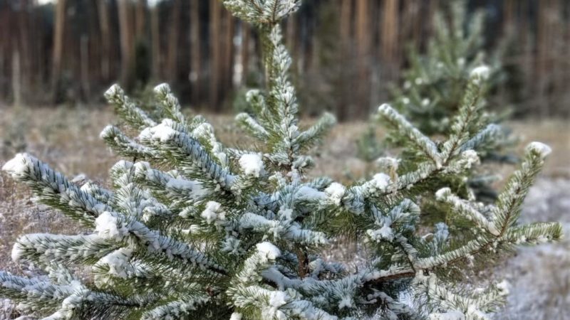 Операция «Елочка» стартовала в Подмосковье