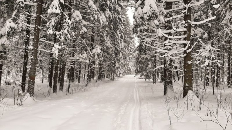 За 2023 год на более чем 3 000 гектарах подмосковных лесов прошли санитарно-оздоровительные мероприятия