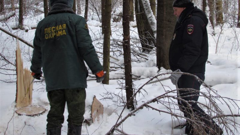 Мероприятие «Незаконная рубка» стартовало в Подмосковье