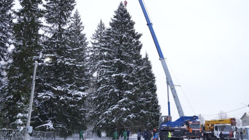 Из Кремлевской ёлки, спиленной в Подмосковье, сделают памятные сувениры