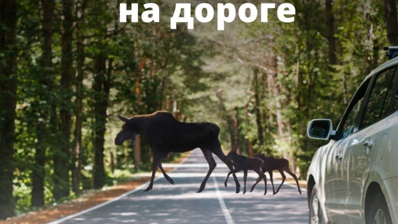 На подмосковных загородных трассах возможно появление лосей