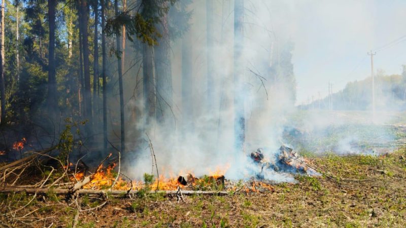 Ружанам напоминают об ограничении пребывания в лесу