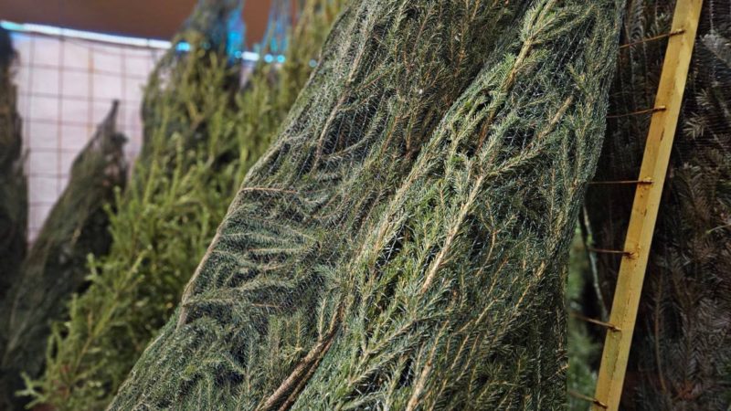 Ружанам – об акции «Сдай на переработку и елки, и иголки!»