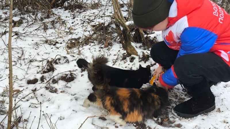 Космодемьянские волонтеры подкармливают бездомных кошек