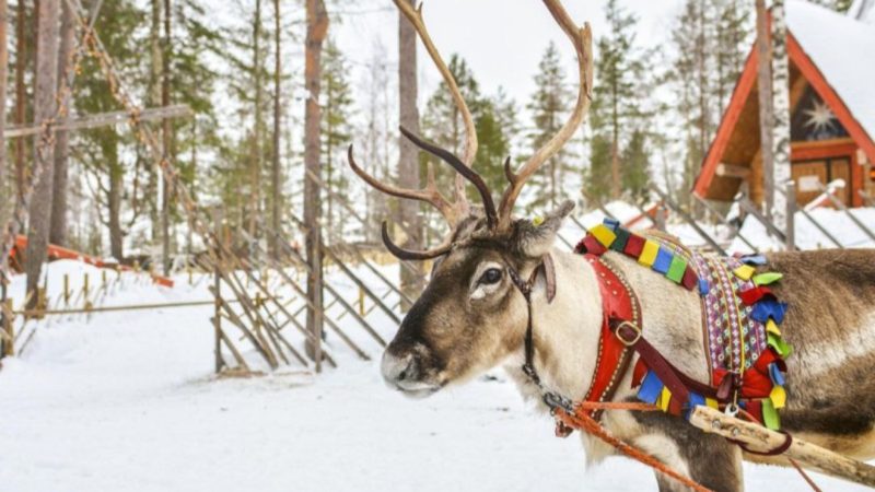 Рузские долголеты побывают на «Оленьей ферме»