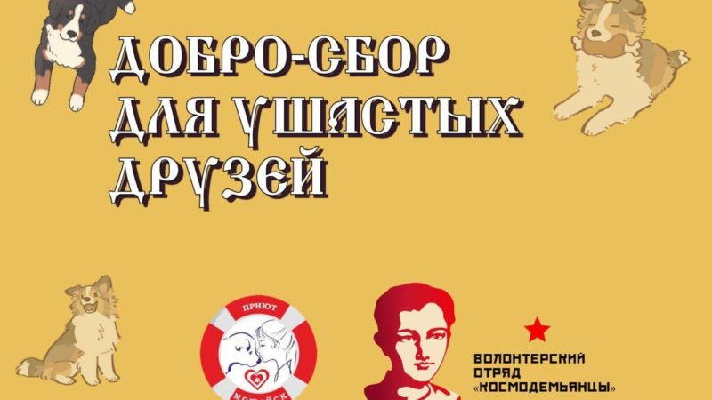 Ружан просят оказать помощь собакам из Можайского приюта