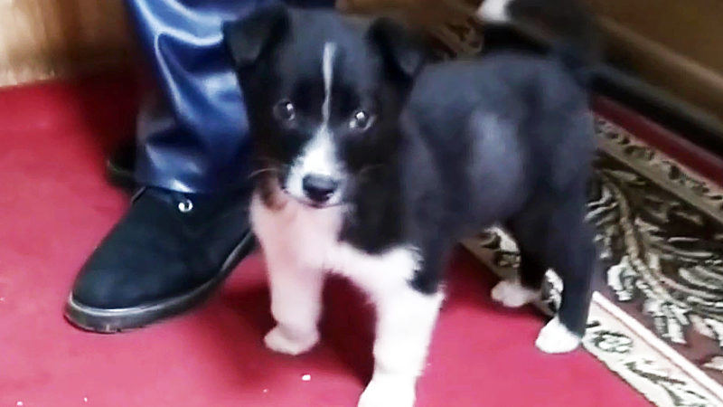 В музее Рузской милиции – новый четвероногий друг