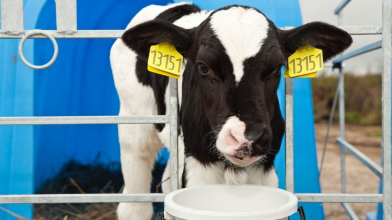 Рузских фермеров приглашают на вебинар по вопросам автоматизации хозяйств