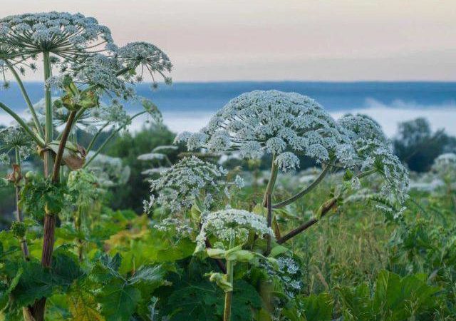 В Рузском округе определены сроки работ по борьбе с борщевиком