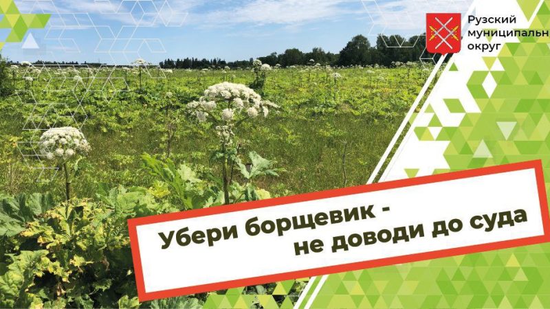 Александр Горбылёв напомнил собственникам земельных участков о важности борьбы с борщевиком  