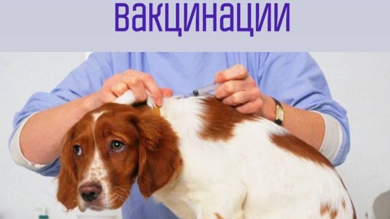 Ружанам — о графике работы мобильного пункта вакцинации животных против бешенства