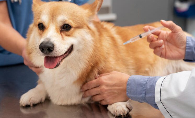 В Рузском округе пройдут выездные вакцинации животных против бешенства