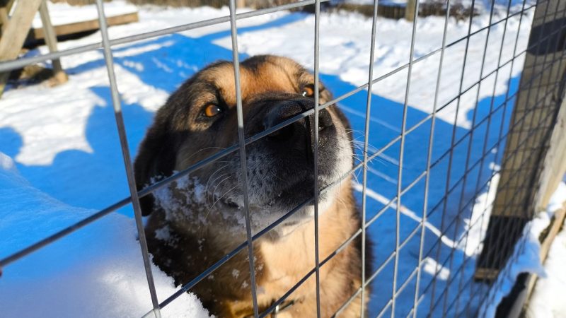 В Молодежном центре собирают помощь для питомцев Можайского приюта