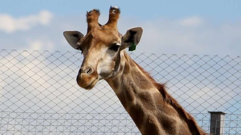 Рузские пенсионеры посетят Центр воспроизводства редких видов животных