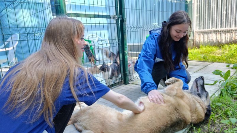 «Единая Россия» передала корм в приют для животных «Айка»