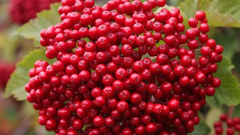 Сезон сбора калины красной: почему стоит обратить внимание на Рузский округ