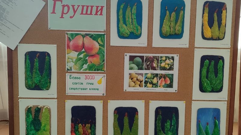 Выставка «Груши» в МБОУ «ТС(К)ШИ VIII вида»