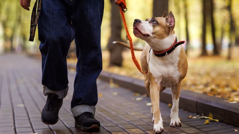 Жители Подмосковья могут зарегистрировать своих питомцев без визита в ветеринарную клинику