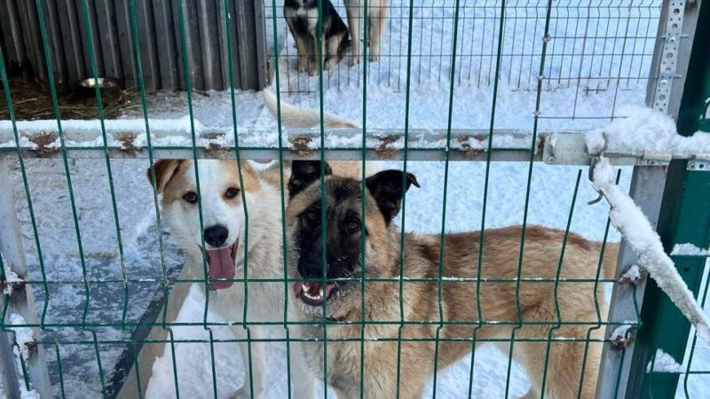 Ружане могут помочь приюту для бездомных животных «Айка»   