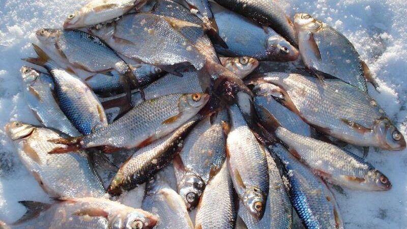 Соревнования по спортивной рыбалке пройдут в Рузе в последний день зимы