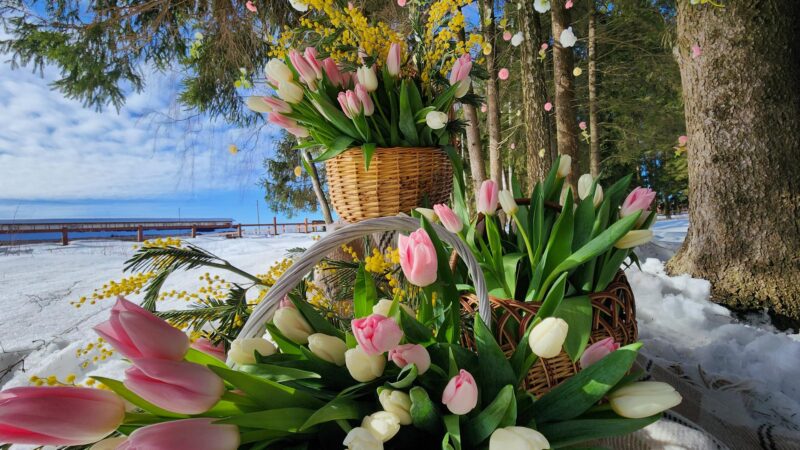 Весна, цветы и лошади: на рузском конном дворе «Халкедон» встретили 8 Марта большой фотосессией