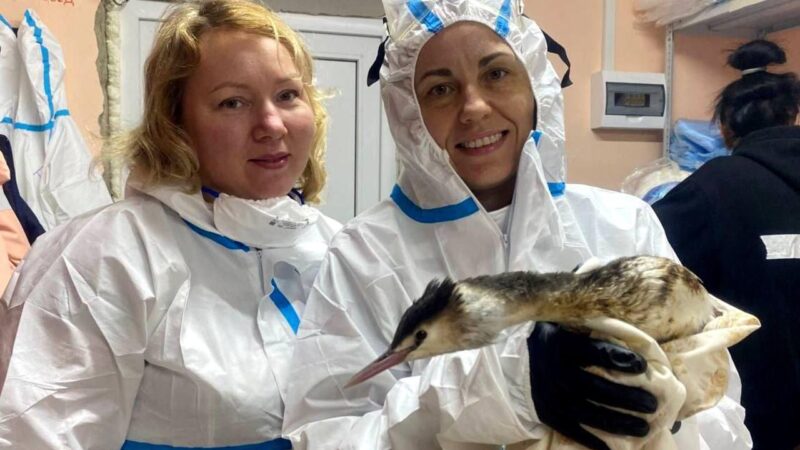 Статус, страховка и поддержка: как изменится работа волонтеров в приграничье по новому порядку