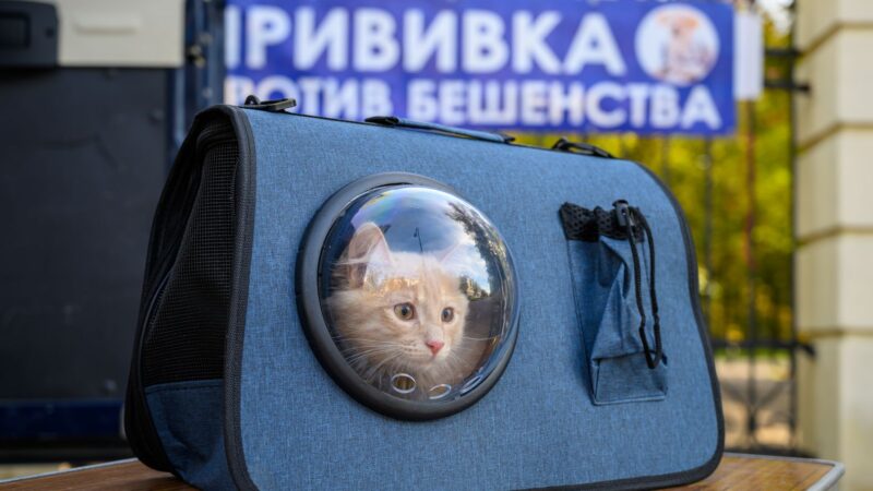 Привить питомца от бешенства – на выездной вакцинации