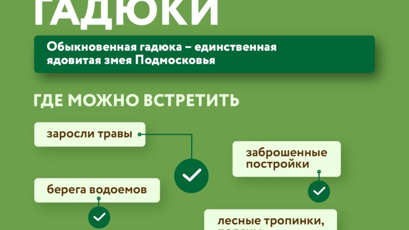 Как ружанам защитить себя от укуса змеи на даче и в лесу