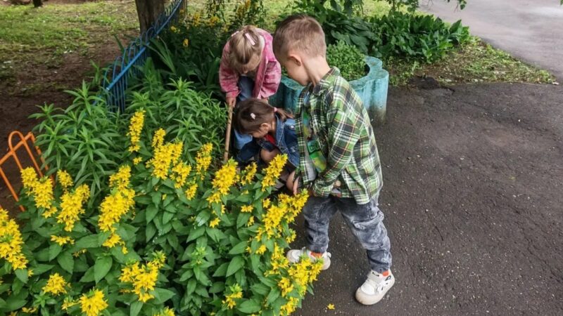 С флорой родного края ознакомились тучковские дошколята
