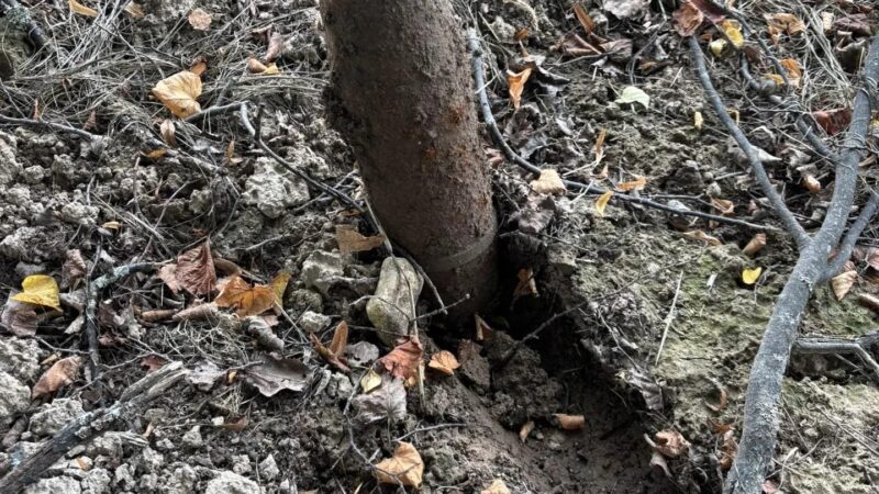 Взрывотехники ГКУ МО «Мособлпожспас» обезвредили два боеприпаса времён Великой Отечественной войны в Подмосковье