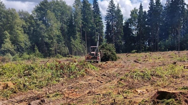 У деревни Палашкино началась санитарная рубка леса