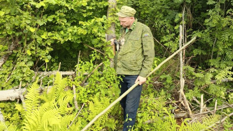 Рядом с СНТ «Бабаево» уберут больные деревья