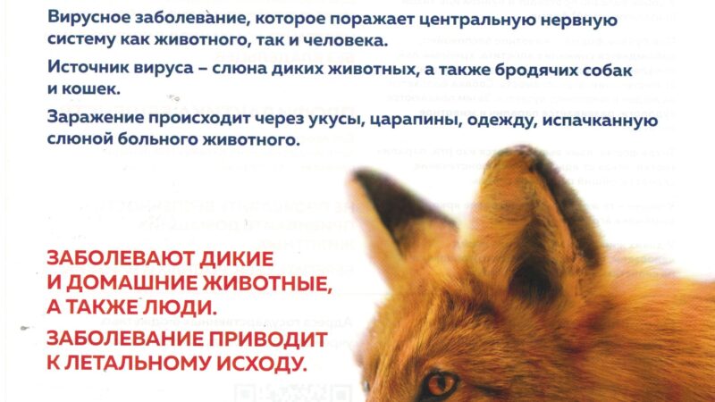 Бешенство: как распознать угрозу и защитить себя и питомца