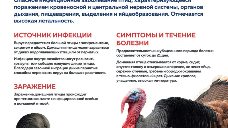 Грипп птиц: как защитить хозяйство