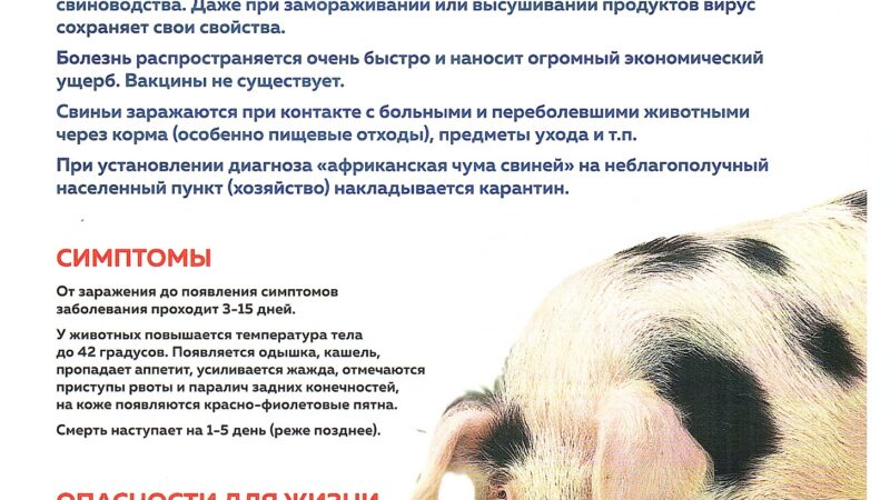Африканская чума свиней: краткая справка