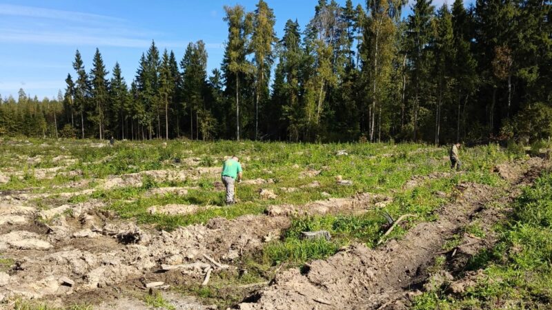 В Рузском округе высадили деревья на площади почти в один гектар