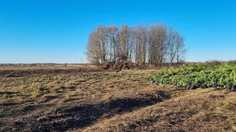 Ружане помогут заложить самый большой питомник в Европе