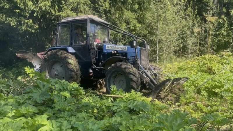 Мособлкомлес завершил работы по скашиванию борщевика на землях лесного фонда