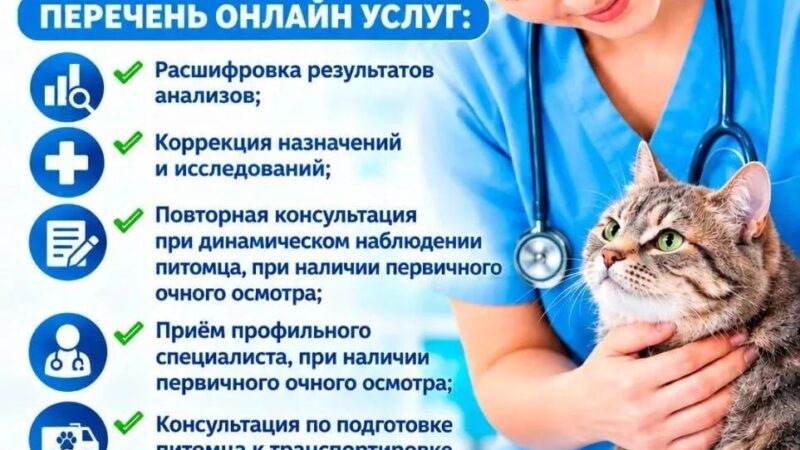 Телеветеринария: онлайн-консультации для питомцев